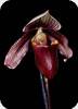 Paph. curtisii rote Fahne